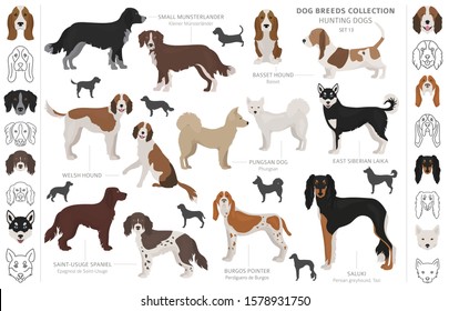 Hunting dogs collection isolated on white clipart. Flat style. Different color, portraits and silhouettes. Vector illustration