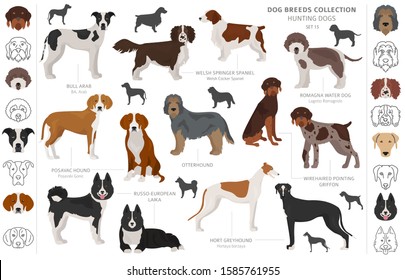 Hunting dogs collection isolated on white clipart. Flat style. Different color, portraits and silhouettes. Vector illustration