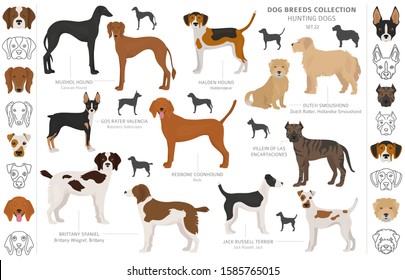 Hunting dogs collection isolated on white clipart. Flat style. Different color, portraits and silhouettes. Vector illustration