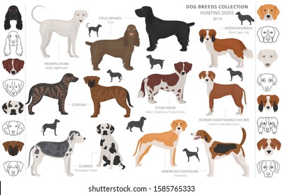 562 Dutch hound Images, Stock Photos & Vectors | Shutterstock