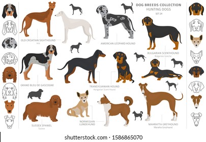 Hunting dogs collection isolated on white clipart. Flat style. Different color, portraits and silhouettes. Vector illustration