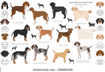 Hunting dogs collection isolated on white clipart. Flat style. Different color, portraits and silhouettes. Vector illustration