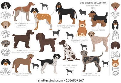 Hunting dogs collection isolated on white clipart. Flat style. Different color, portraits and silhouettes. Vector illustration