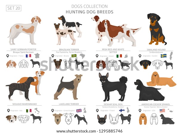 Hunting Dogs Collection Isolated On White Stock Vector (Royalty Free ...