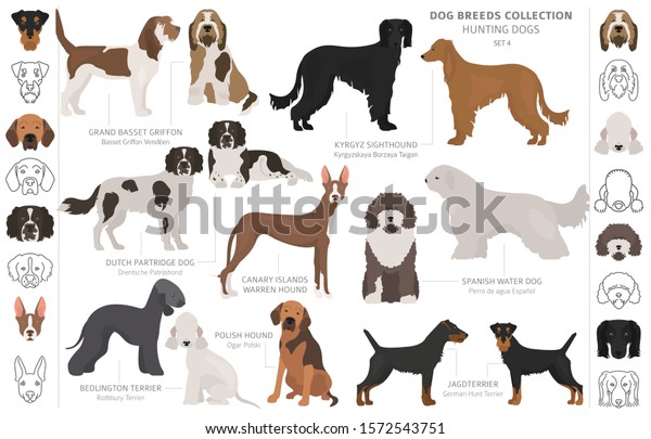 Hunting Dogs Collection Isolated On White Stock Vector (Royalty Free ...