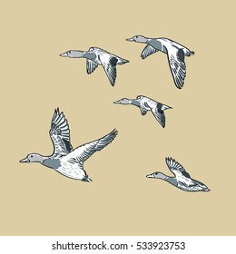 hunting  duck vector illustration b&w