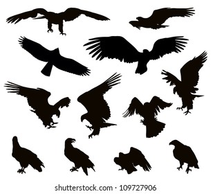 Hunting eagle detailed vector silhouettes set