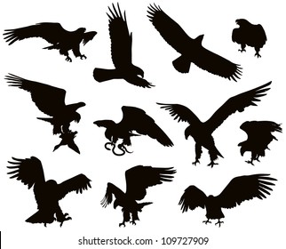 Hunting eagle detailed vector silhouettes set