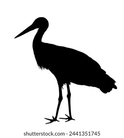 Hunting elegant stork vector silhouette illustration isolated on white background. Visitant migration bird stork finding food in water. Water echo system. Shape stork shadow.