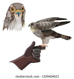 Hunting falcon set. Vector illustration isolated on white background.