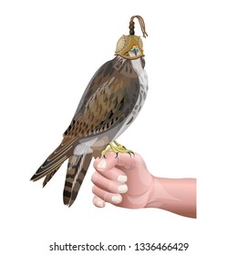 Hunting falcon sits on male hand. Vector illustration isolated on white background.