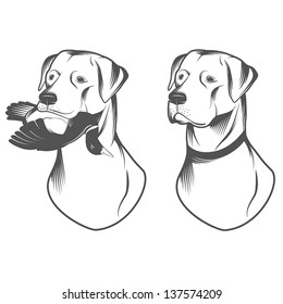 Hunting retriever head