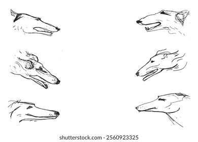 Hunting Sighthound dogs hand-drawn sketches - minimalist ink drawing - Borzoi, hunting sighthound, whippet - linear vector illustrations. Dog breeding business concept. Banner template - black color