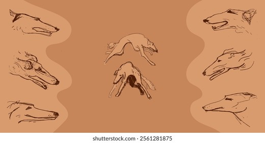 Hunting Sighthound dogs hand-drawn sketches - minimalist ink drawing - Borzoi, hunting sighthound, whippet - linear vector illustrations. Dog breeding business concept. Banner template. Brown color