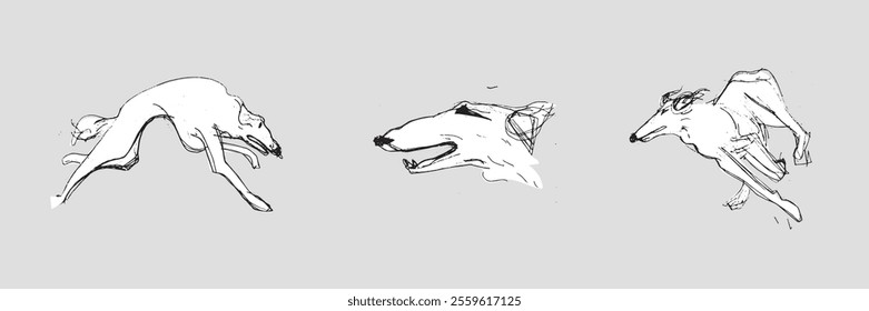 Hunting Sighthound hand-drawn sketches - minimalist ink drawing - Borzoi, hunting sighthound, whippet - linear vector illustrations. Dog breeding business concept.