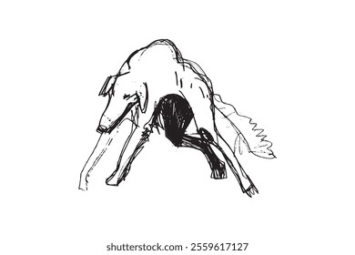 Hunting Sighthound hand-drawn sketches - minimalist ink drawing - Borzoi, hunting sighthound, whippet - linear vector illustrations. Dog breeding business concept.