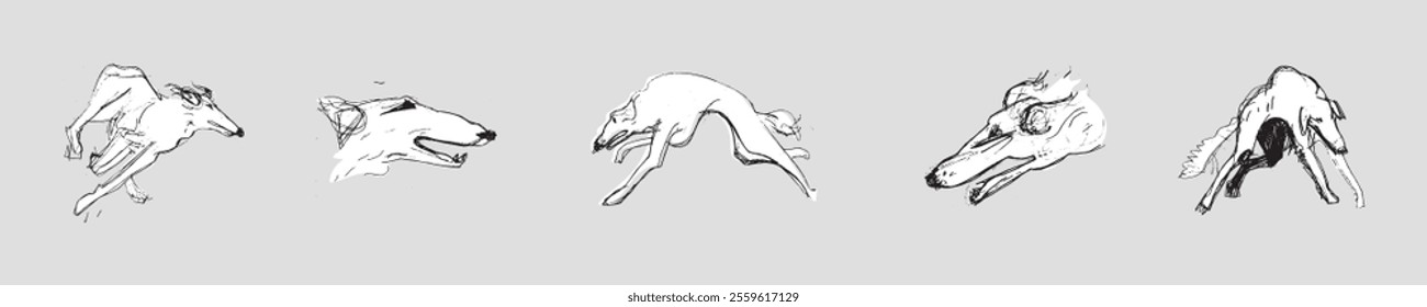 Hunting Sighthound hand-drawn sketches - minimalist ink drawing - Borzoi, hunting sighthound, whippet - linear vector illustrations. Dog breeding business concept.