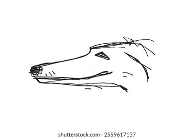 Hunting Sighthound hand-drawn sketches - minimalist ink drawing - Borzoi, hunting sighthound, whippet - linear vector illustrations. Dog breeding business concept.