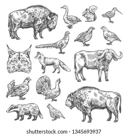 Hunting sport, birds and animal isolated sketches. Vector lynx and buffalo, hazel grouse and partridge, woodcock and blackcock. Quail and badger, duck, capercaillie, fox and squirrel, bison and bobcat