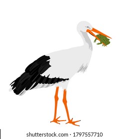 Hunting stork eating frog vector illustration isolated on white background. Visitant migration bird stork in a beak holds a frog. Hunter and prey for meal. Food chain. Water echo system.