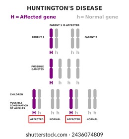 Huntington's disease genetics. Autosomal dominant inheritance. One parent is affected. Children have fifty fifty possibility of inheriting disease. Chromosome 4 HTT is mutated. Vector illustration.  