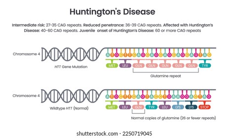 Diagrama de ilustraciones de vector de alelo de repetición de la enfermedad de Huntington HTT