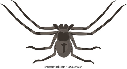 Huntsman spider, illustration, vector on a white background.