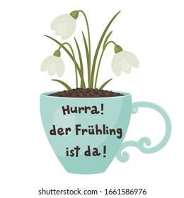 "Hurra! Der Fruhling ist da!" hand drawn vector lettering in German, in English means "Huray! Spring is here!". Deutsch inspirational quote or saying. Blooming snowdrops flowers growing in a blue cup.