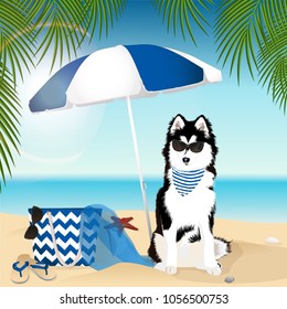 Huskies a dog on the beach. Vector illustration.