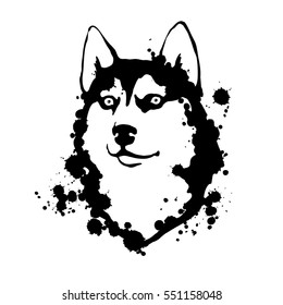Husky. Black and white illustration. Vector isolated