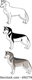 Husky coat colors