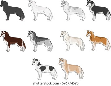 Husky coat colors