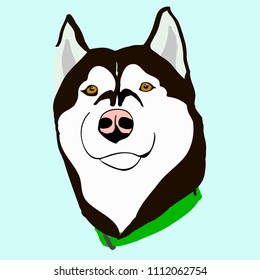 Husky with a collar