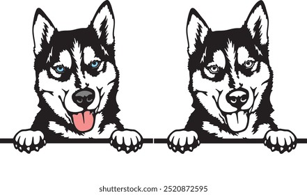 Husky color peeking dogs vector, white background, vector illustration