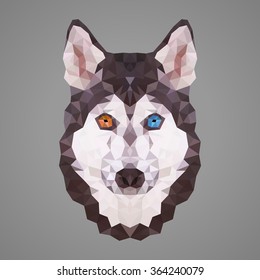 Husky with different eyes. Low poly design. Abstract polygonal illustration.