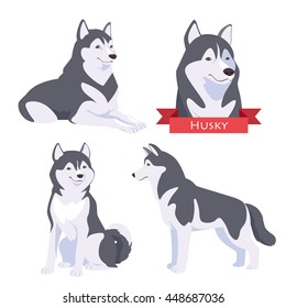 Husky in different poses. Dog in flat vector style isolated on a white background.