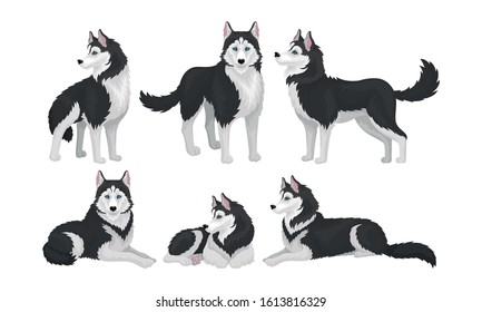 Siberian Husky Poses Coat Colors Set Stock Vector (Royalty Free ...