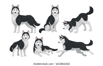 Husky in Different Poses Isolated on White Background Vector Set