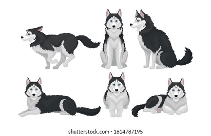 Husky in Different Poses Isolated on White Background Vector Set