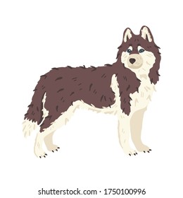 Husky dog breed flat vector illustration. Wildlife animal like wolf. Grooming and pet care concept. Good for pet salons and shops landing, stickers, online guide, social networks banner, exhibition