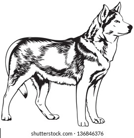 Husky dog breed vector illustration. Dogs of this breed take part in the Sled dog racing, winter dog sport in the Arctic regions of the United States, Canada, Russia and some North Europe