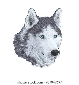 Husky dog in Colorful Portrait.  Engraving hand drawing image isolated on white background. Art vector Illustration