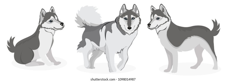 Husky Dog in Different poses