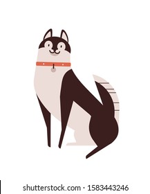 Husky dog flat vector illustration. Cute pet, domestic pedigree puppy. Animal care, dogginess concept. Malamute breed dog, playful pooch, groomed hound with collar isolated on white background.