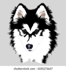 Husky dog head. Vector illustration.