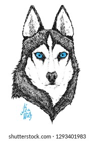 Husky dog ​portrait. Ink hand drawn, handmade illustration. Wolf full face. Can be used as print, tattoo idea, card, etc. 