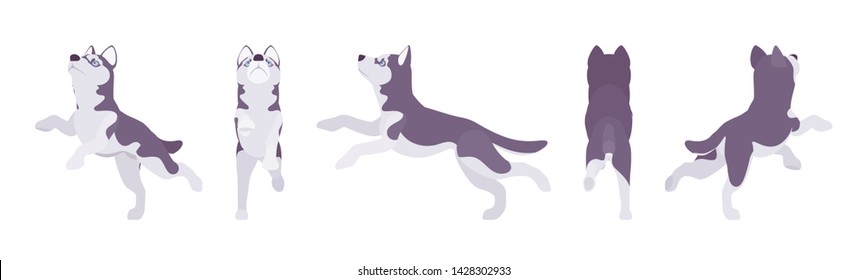 Husky dog jumping. Northern sled, medium size compact Siberian breed, cute family companion for active fun and home security. Vector flat style cartoon illustration, white background, different views