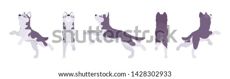 Husky dog jumping. Northern sled, medium size compact Siberian breed, cute family companion for active fun and home security. Vector flat style cartoon illustration, white background, different views