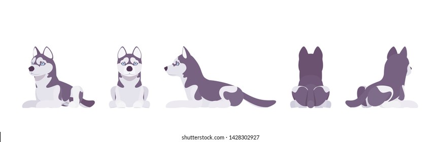 Husky dog lying. Northern sled, medium size compact Siberian breed, cute family companion for active fun and home security. Vector flat style cartoon illustration, white background, different views