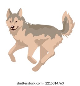 Husky Dog Mascot Domestic Character